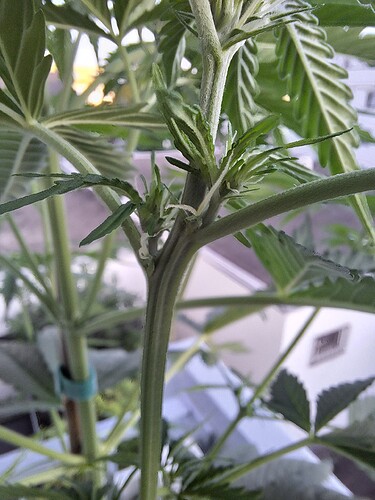 Growreport Bild 3