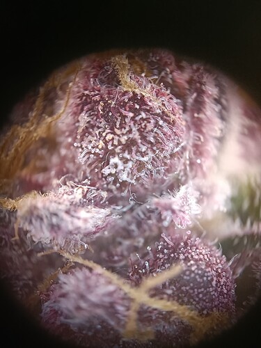 Growreport Bild 6