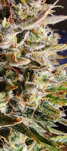 Growreport Bild 24