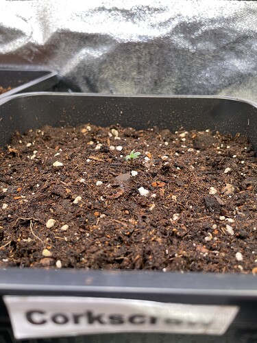 Growreport Bild 3