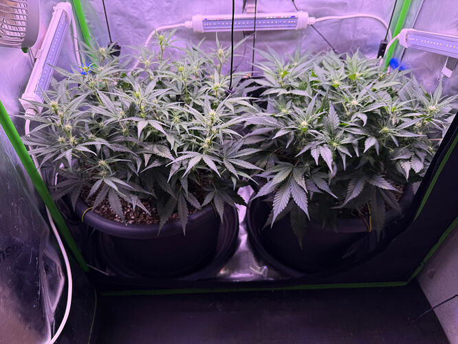 Growreport Bild 50