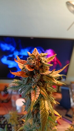 Growreport Bild 3