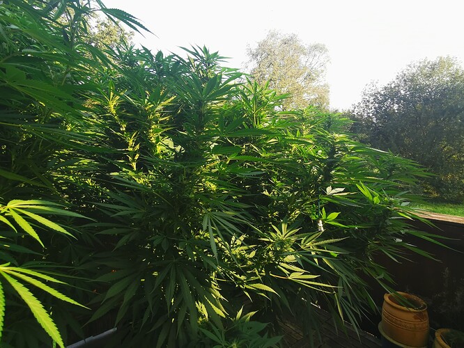 Growreport Bild 2