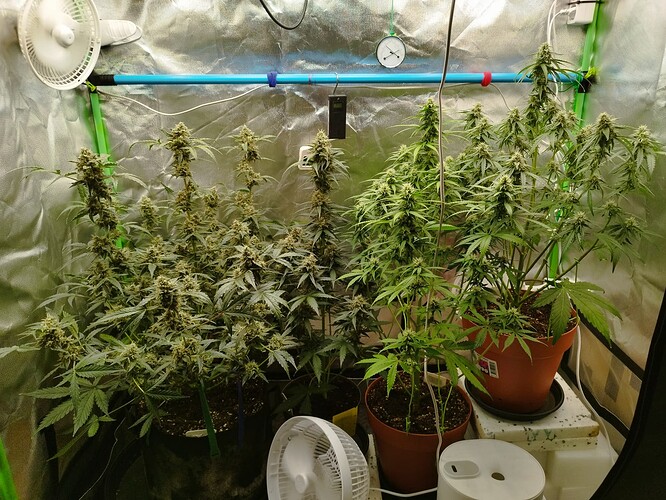 Vier Cannabispflanzen in verschiedenen Stadien der Blüte in einem Growzelt, beleuchtet von einer nicht sichtbaren Lampe. Zwei Pflanzen sind größer und weiter fortgeschritten, während die anderen beiden kleiner sind.