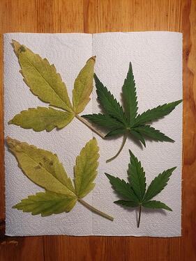 43 Tage_2025-06-08-185708_003_Mel