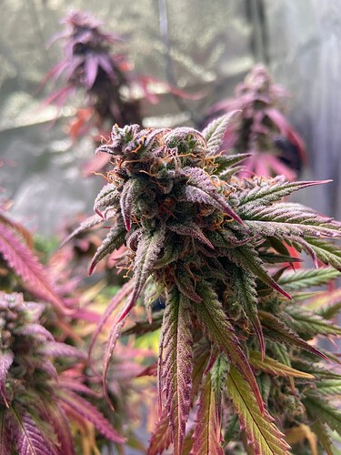 Growreport Bild 7