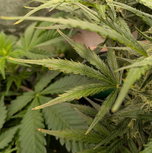 Growreport Bild 3