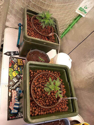 17323186113296429682188575094321