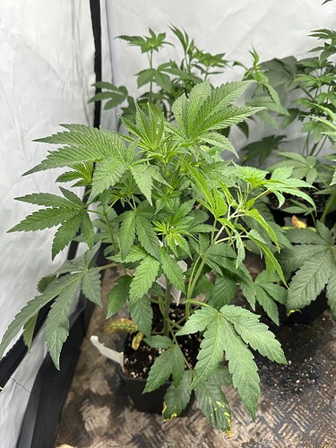 Growreport Bild 11