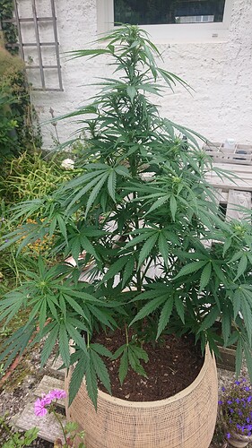 Growreport Bild 38