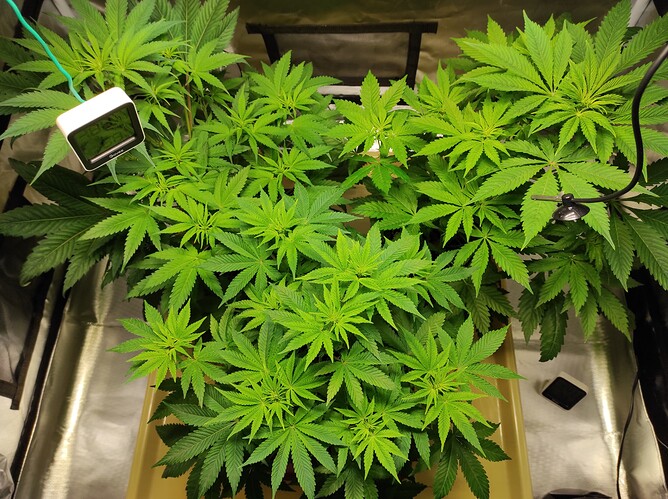 Growreport Bild 2