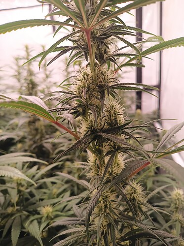 Growreport Bild 6