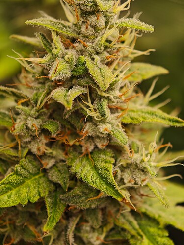 Growreport Bild 21