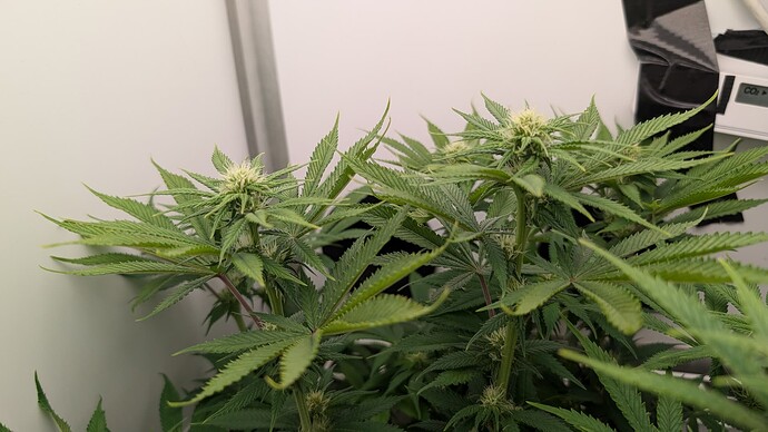 Growreport Bild 6