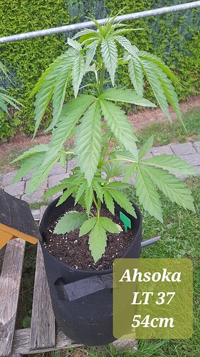Growreport Bild 4