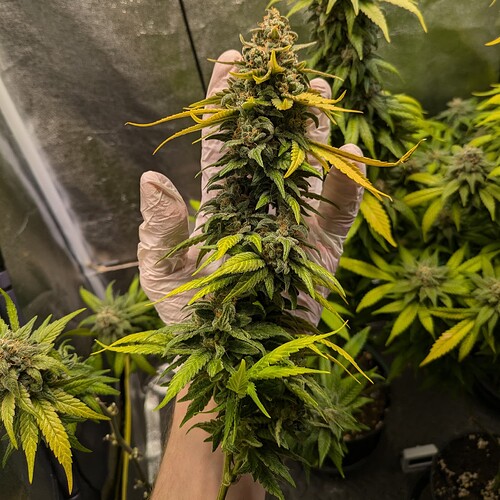 Growreport Bild 11