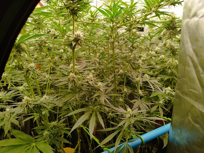 Mehrere Cannabis-Pflanzen in der Blütephase, mit sichtbaren Blütenansätzen und dichtem Blattwerk.