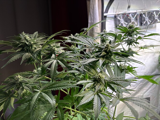 Growreport Bild 46