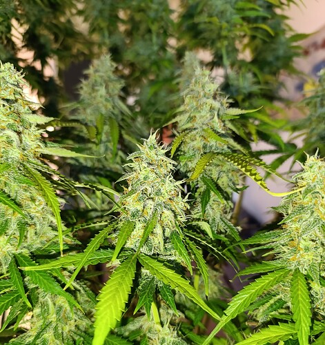 Growreport Bild 2