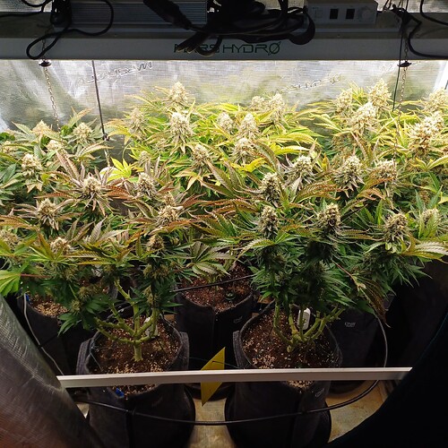 Growreport Bild 16