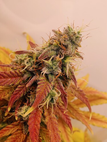 Growreport Bild 3