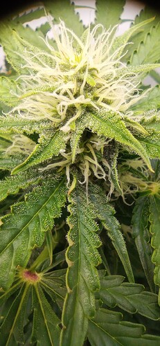 Growreport Bild 7