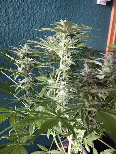 Growreport Bild 2