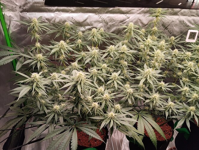 Growreport Bild 2