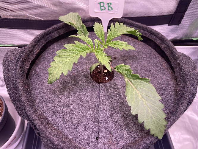 Growreport Bild 5