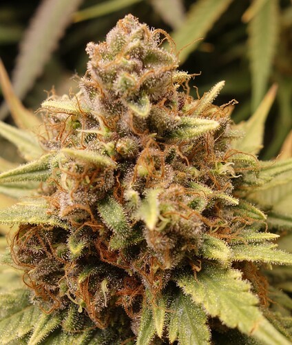 Growreport Bild 9