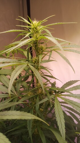 Growreport Bild 6