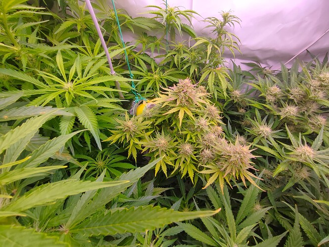 Growreport Bild 78
