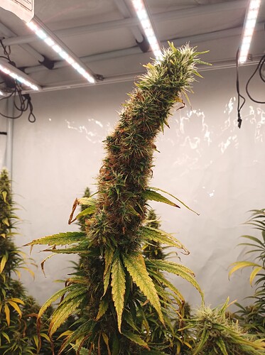 Growreport Bild 5