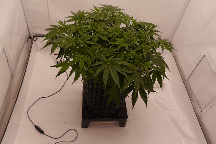 Yellow fresca grounded genetics