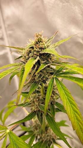 Growreport Bild 39