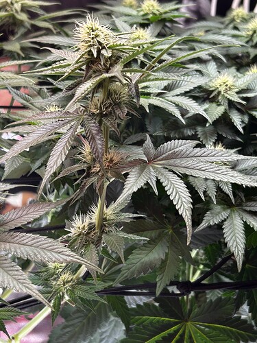 Growreport Bild 11