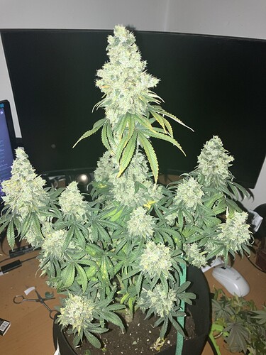 Growreport Bild 5