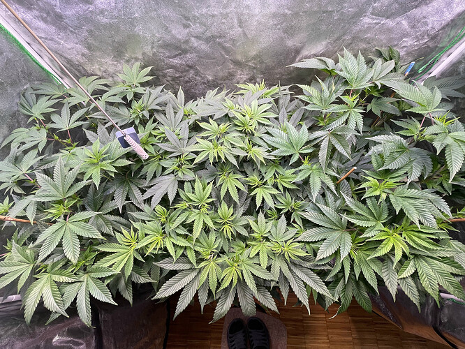Growreport Bild 2