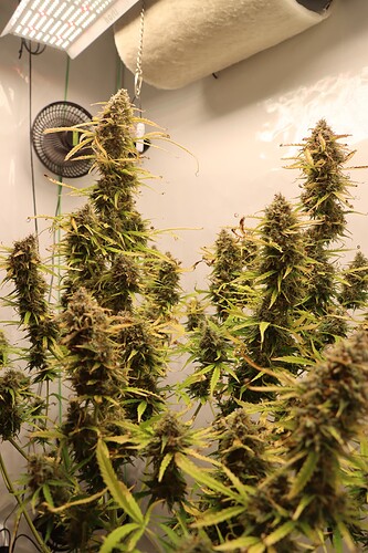 Growreport Bild 4