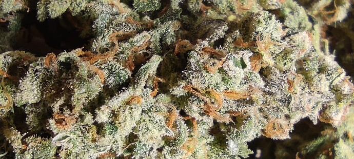 Growreport Bild 24