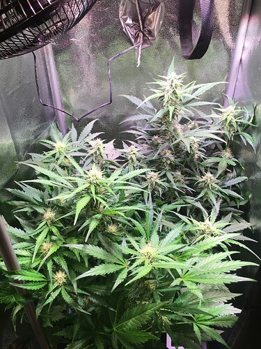 Growreport Bild 2