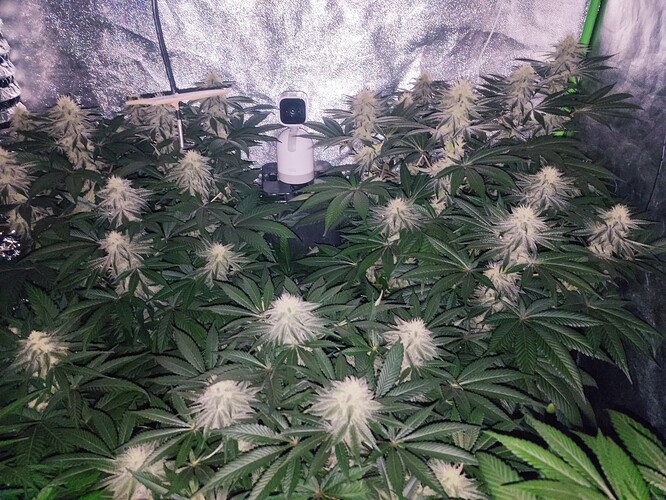 Growreport Bild 64
