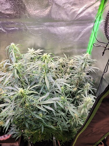 Growreport Bild 4