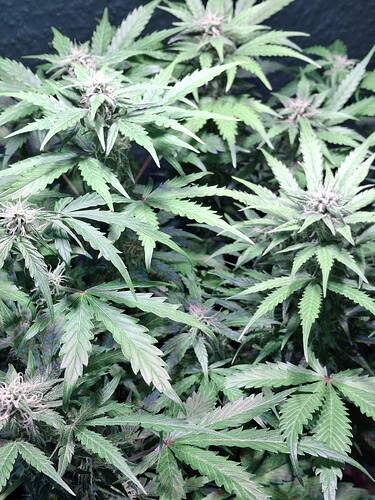 Growreport Bild 12