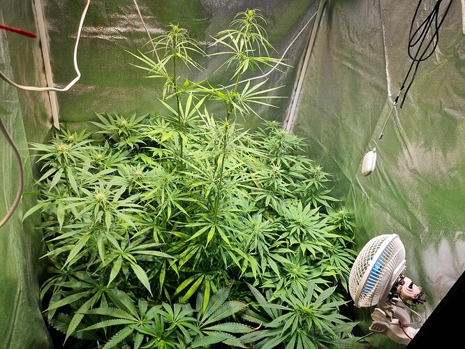 Mehrere Cannabis-Pflanzen in einem Zelt, die sich im Wuchs befinden. Eine Pflanze in der Mitte ist höher und zeigt erste Anzeichen von Blüte, während die anderen Pflanzen buschiger sind und sich noch im vegetativen Stadium befinden. Ein kleiner Ventilator ist unten rechts im Bild zu sehen.