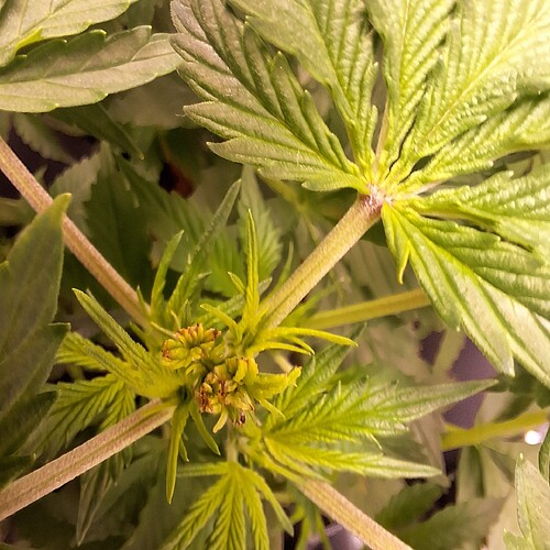 Nahaufnahme der jungen Blätter und Stängel einer Cannabispflanze im Wuchs. Die Pflanze zeigt Anzeichen von neuem Wachstum an der Spitze.