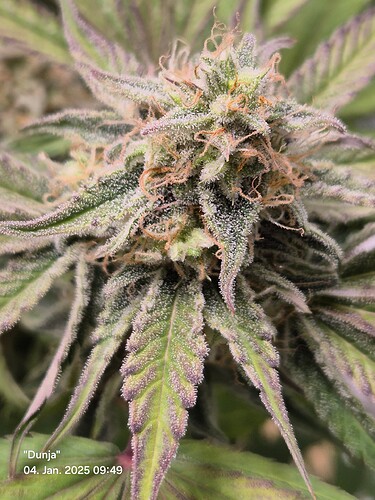 Growreport Bild 2