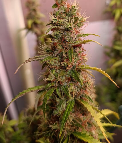 Growreport Bild 8