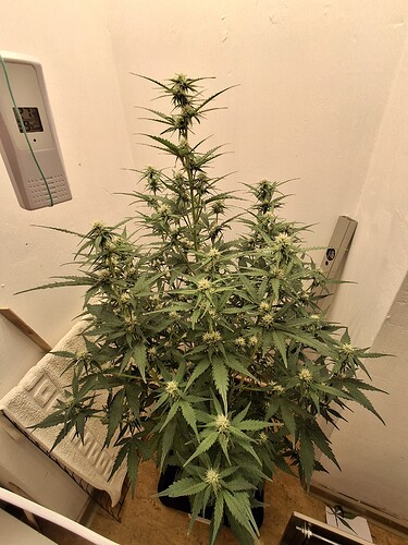 Growreport Bild 112