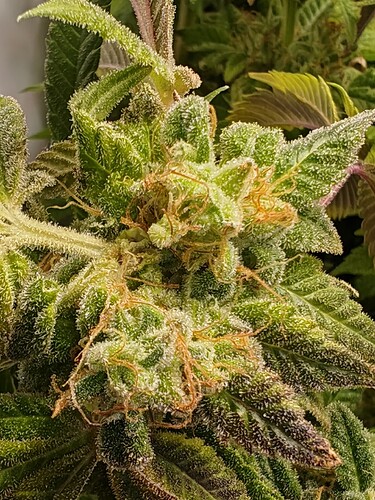 Growreport Bild 21